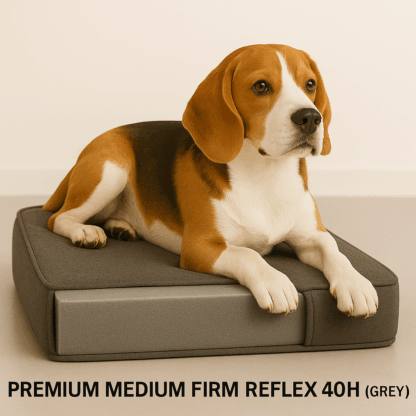Dog on Reflex 1" combo