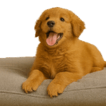 Golden retriever puppy lying on a soft dog bed cushion