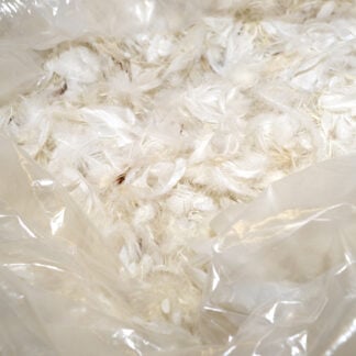White Duck Feather